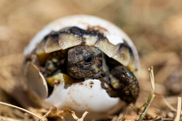A small turtle is born out of its egg, eyes looking at the sky in its natural habitat. Newborn cute little animals.