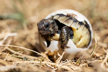 A small turtle is born out of its egg, eyes looking at the sky in its natural habitat. Newborn cute...