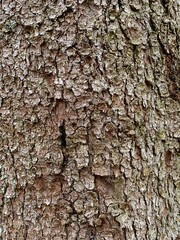 Spruce bark close up