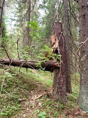Broken tree in a dense forest in summer