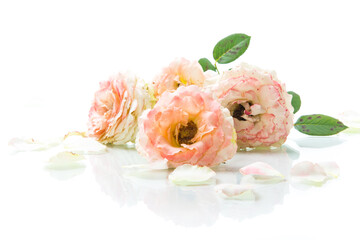 bouquet of beautiful roses isolated on white