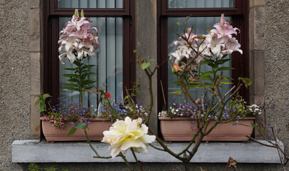 Fototapeta na wymiar flowers in a window, Ivergordon, Scotland