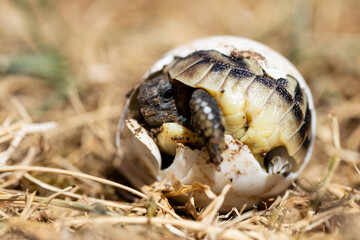 A small turtle is born out of its egg, eyes looking at the sky in its natural habitat. Newborn cute little animals.