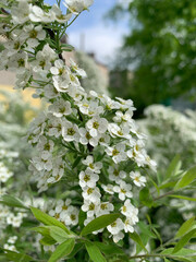 Blooming bird cherry brush close up
