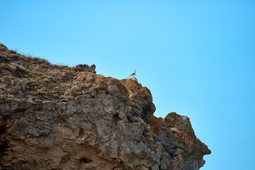 Large rock. Seagull sits on stones against the blue sky. Bird on top of a cliff