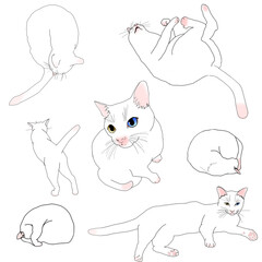 猫のポーズ集