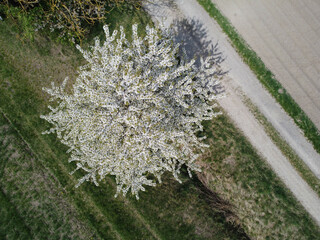 Top view shot of a blackthorn tree in a grassy field near a narrow footpath