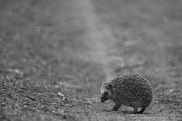 animal wild in nature hedgehog in the forest, european hedgehog runs © kichigin19