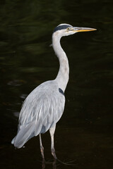 Grey heron (Ardea cinerea) wading bird in the lake, family: Ardeidae, region: temperate Europe and Asia.