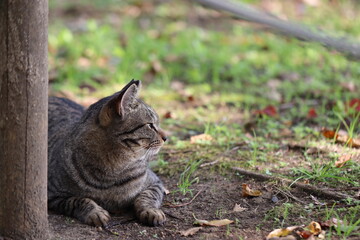 公園でリラックスする野良猫。