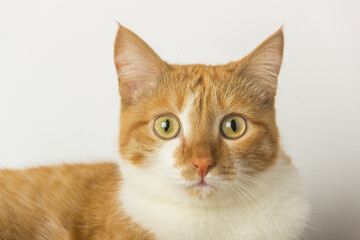 Red cat lies on a white background