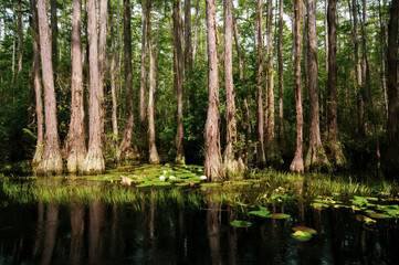 Landscape in the Okefenokee swamp with bald cypress trees (Taxodium distichum), Georgia, USA - obrazy, fototapety, plakaty