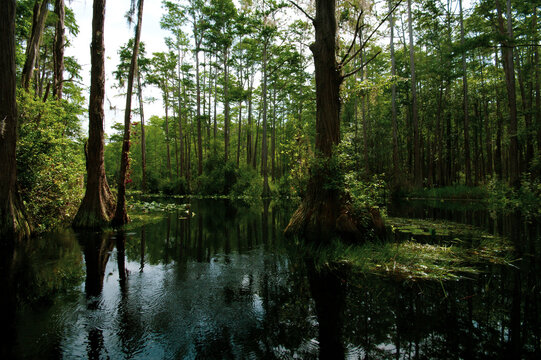 Landscape in the Okefenokee swamp with bald cypress trees (Taxodium distichum), Georgia, USA