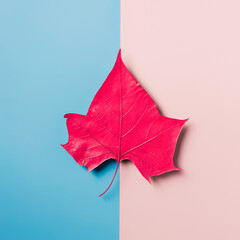 Pink leaf on a contrasting pastel two tone pink and blue background. Creative fall concept. Natural pop art autumn season aesthetic. Flat lay, overhead.