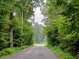 Road through the forest