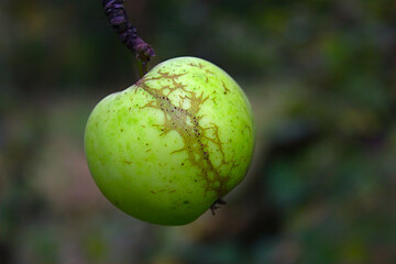 an apple on a branch in an autumn orchard