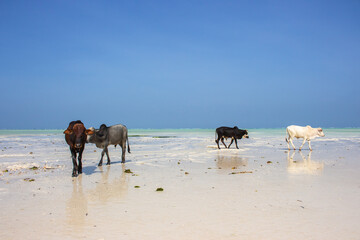 Fototapeta na wymiar Herd of cows walking on tropical beach. Colorful cows on Zanzibar coast. Cow and calf drink salt water against Indian Ocean background. Scenic seascape in Africa. Exotic farming. African lifestyle. 