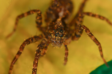 spider jumper macro, arachnophobia, beautiful jumping spider, poisonous spider