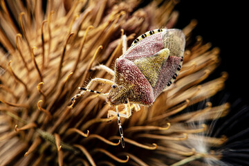 beetle, thorn, insect, spider, flower