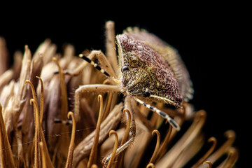 beetle, thorn, insect, spider, flower