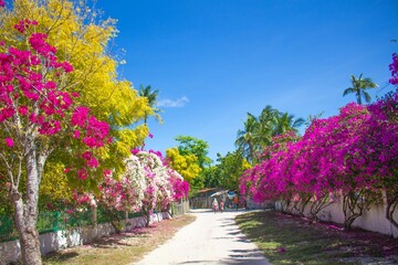 カラフルな植物が彩る南国リゾートの散歩道