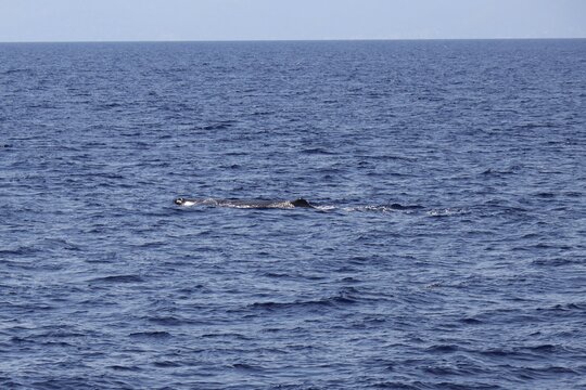 Un raro esemplare giovane di capodoglio avvistato nel mar ligure.