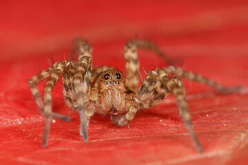 spider jumper macro, arachnophobia, beautiful jumping spider, poisonous spider