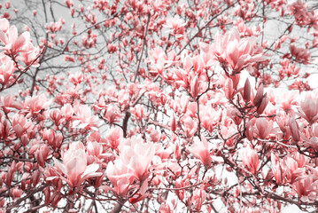 Mourning magnolia blossom magic dream. Enchanted sad spring landscape.  Retro funeral flowers...