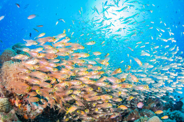透き通る海の底にあるサンゴ礁に住む魚たち