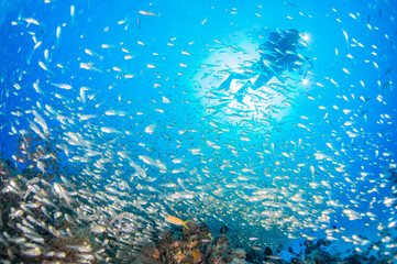 Fototapeta na wymiar 透き通る海の底にあるサンゴ礁に住む魚とダイバー