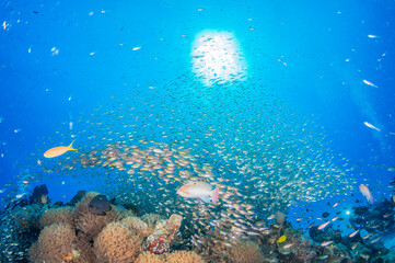 透き通る海の底にあるサンゴ礁に住む魚たち