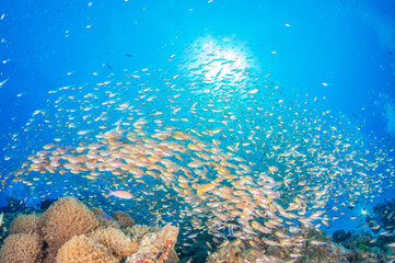 透き通る海の底にあるサンゴ礁に住む魚たち
