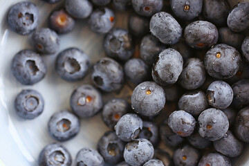 blueberries in a plate on the table background