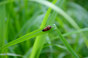 closeup the small red black color weevil insect hold on paddy plant leaf over out of focus green brown background.
