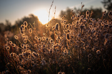 grass at sunrise 