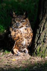  Virginia-Uhu (Bubo virginianus)