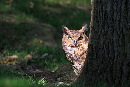  Virginia-Uhu (Bubo virginianus)