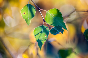 kolorowe liście na drzewach. Jesień © Zbigniew