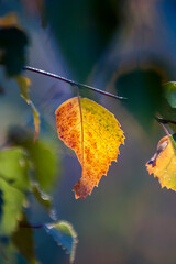 kolorowe liście na drzewach. Jesień © Zbigniew