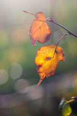 kolorowe liście na drzewach. Jesień © Zbigniew