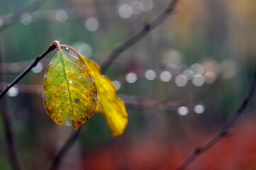 kolorowe liście na drzewach. Jesień © Zbigniew