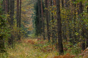 Fototapeta premium Las jesienią