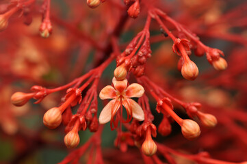 Close up Clerodendrum paniculatum flower red color nature outdoor