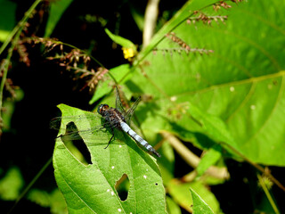 Macro shots, showing of eyes dragonfly and wings detail. Beautiful dragonfly in the nature habitat.