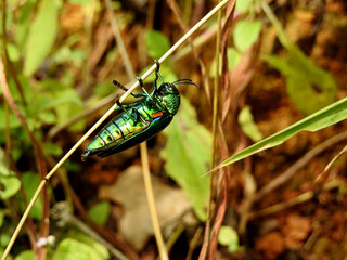 Jewel beetle, Metallic wood-boring beetle, Myanmar