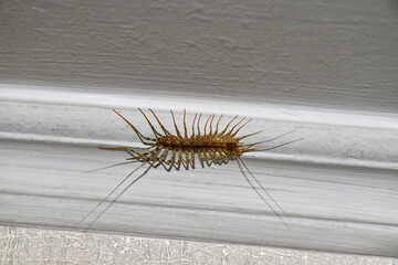 House centipede on the ceiling in the house - 456669032