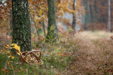 kosz z grzybami  leżący pod drzewem w lesie © Zbigniew