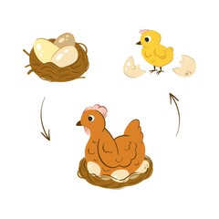 Chicken hatch stage vector illustration. Neat with chicken eggs. Newborn yellow cute chicken. Egg to chicken development