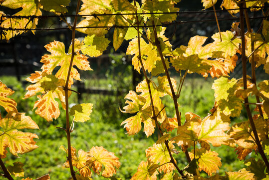 Some yellow backlighted vine leaf in vineyard in the autumn