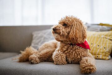 Portrait of a cute brown toy poodle at home, daytime, indoors.